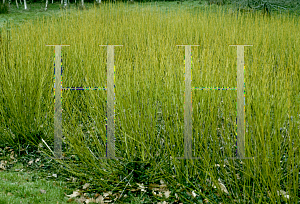 Picture of Cornus stolonifera 