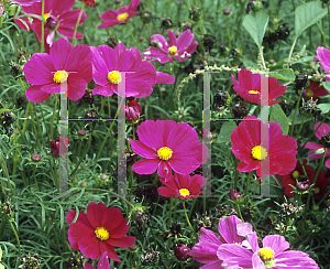 Picture of Cosmos bipinnatus 'Sonata Carmine'