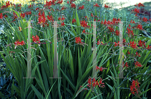 Picture of Crocosmia x crocosmiiflora 'Lucifer'