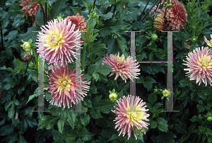 Picture of Dahlia  'Ballerina'