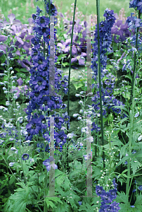 Picture of Delphinium elatum 