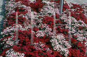 Picture of Dianthus  'Cinderella Series'