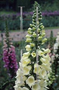 Picture of Digitalis purpurea 