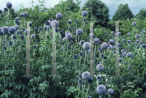 Picture of Echinops ritro 