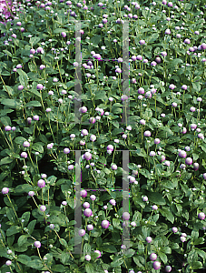 Picture of Gomphrena globosa 'Bicolor Rose'