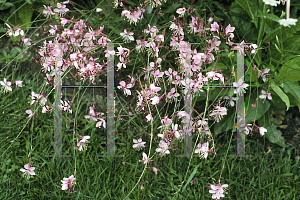 Picture of Oenothera lindheimeri 'Siskiyou Pink'