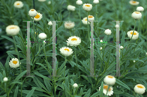 Picture of Helichrysum bracteatum 'Florabella Lemon'