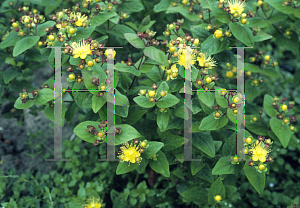 Picture of Hypericum calycinum 