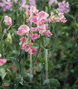 Picture of Lathyrus odoratus 