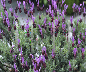 Picture of Lavandula stoechas 