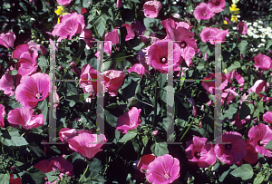 Picture of Lavatera trimestris 'Paragon'