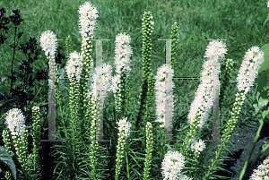 Picture of Liatris spicata 'Floristan White'