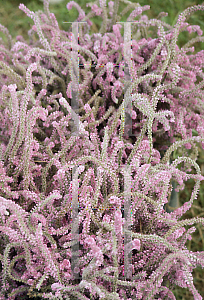 Picture of Limonium suworowii 