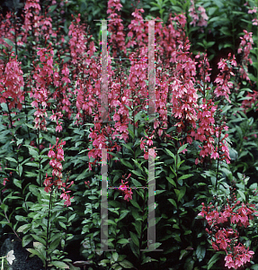 Picture of Lobelia  'Rose Beacon'