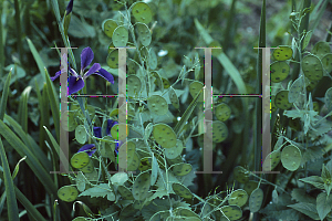 Picture of Lunaria annua 