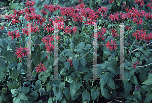 Picture of Monarda didyma 'Gardenview Scarlet'