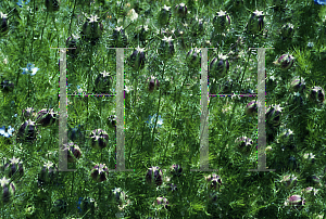 Picture of Nigella damascena 