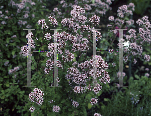 Picture of Origanum vulgare 'Heideturm'