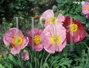 Picture of Papaver nudicaule 'Partyfun'