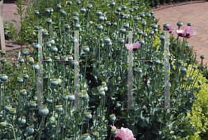 Picture of Papaver somniferum 