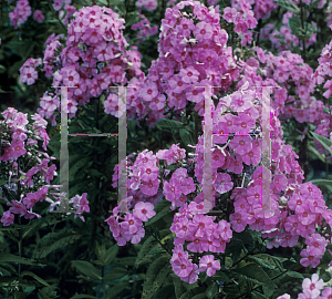 Picture of Phlox paniculata 'Fairest One'