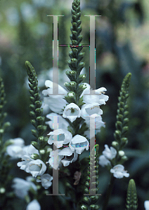 Picture of Physostegia virginiana 'Alba'