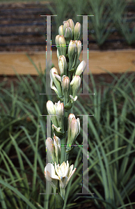 Picture of Polianthes tuberosa 