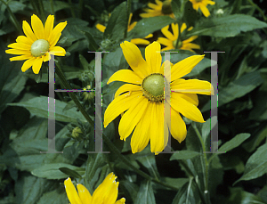 Picture of Rudbeckia hirta 'Irish Eyes'