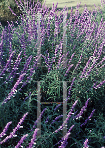 Picture of Salvia leucantha 