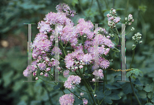 Picture of Thalictrum aquilegifolium 