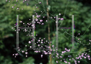 Picture of Thalictrum delavayi 'Hewitt's Double'