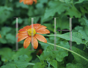 Picture of Tithonia rotundifolia 'Fiesta Del Sol'