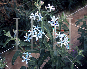 Picture of Tweedia caerulea 