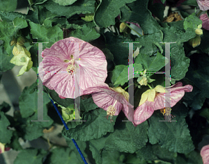 Picture of Abutilon  'Bella Pink'