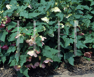 Picture of Abutilon  'Bella White'