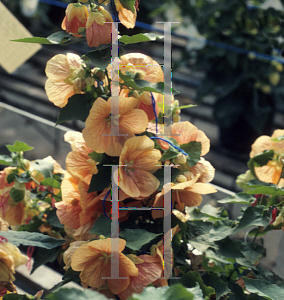 Picture of Abutilon x hybridum 