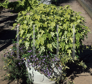 Picture of Abutilon x hybridum 'Variegatum'