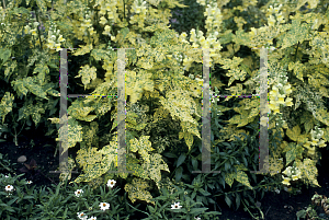 Picture of Abutilon pictum 'Thompsonii'