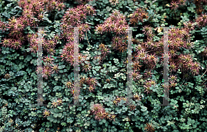 Picture of Acaena microphylla 'Copper Carpet'