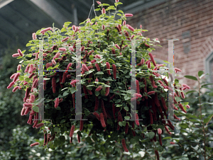 Picture of Acalypha hispida 