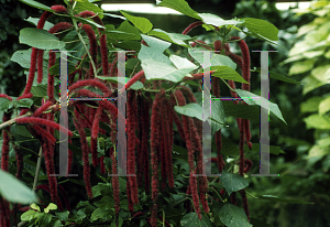 Picture of Acalypha hispida 