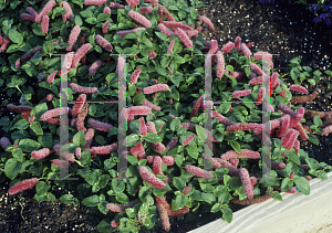 Picture of Acalypha hispida 'Summer Love'