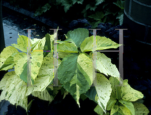 Picture of Acalypha wilkesiana 'Kona Coast'