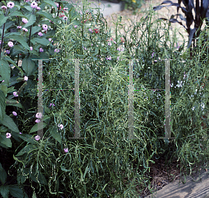 Picture of Acalypha godseffiana 'Heterophylla'