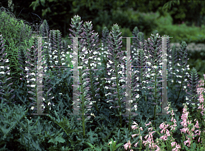 Picture of Acanthus spinosus 