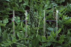 Picture of Acanthus spinosus 