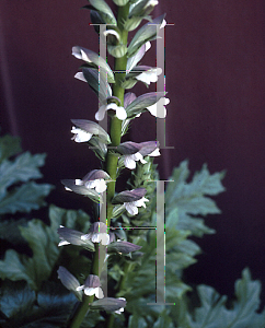 Picture of Acanthus spinosus 
