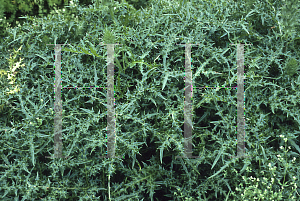 Picture of Acanthus spinosus 'Spinosissimus Group'