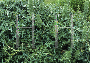 Picture of Acanthus spinosus 'Spinosissimus Group'