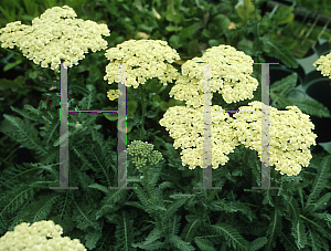 Picture of Achillea  'Anthea'